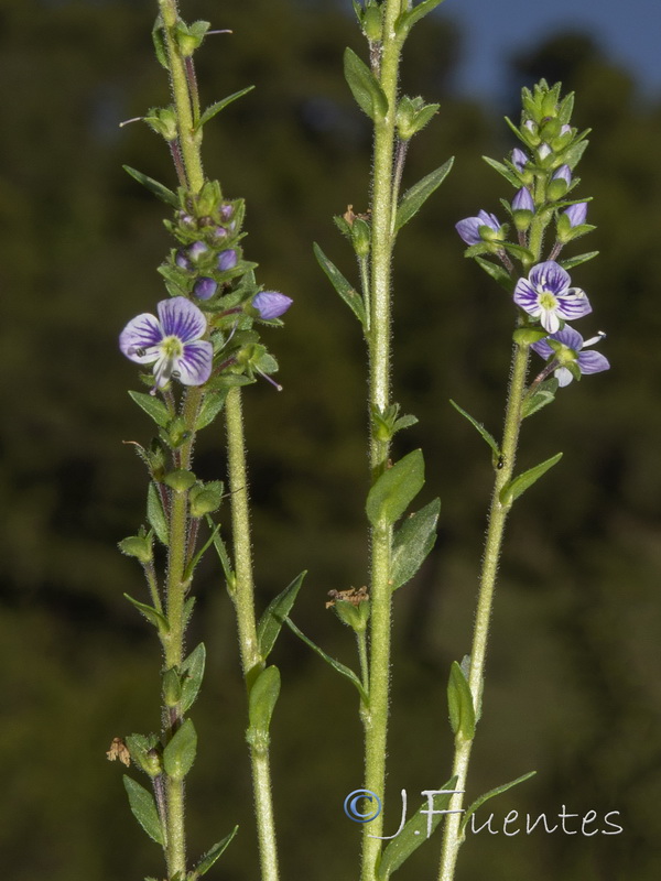 Veronica serpyllifolia serpyllifolia.10