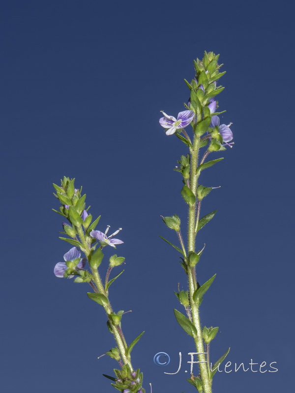 Veronica serpyllifolia serpyllifolia.11