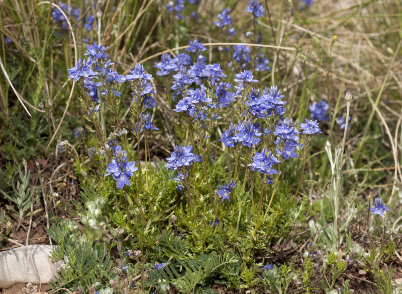 Veronica tenuifolia fonqueri.01