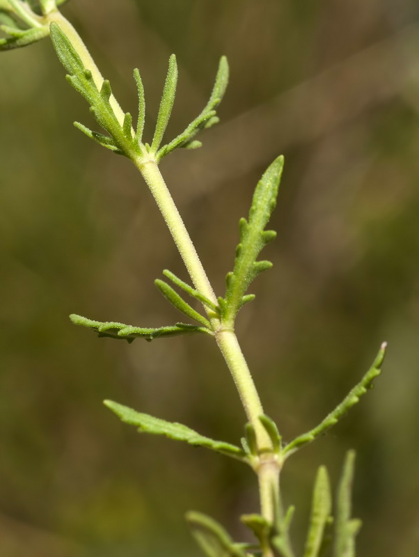 Veronica tenuifolia fonqueri.02