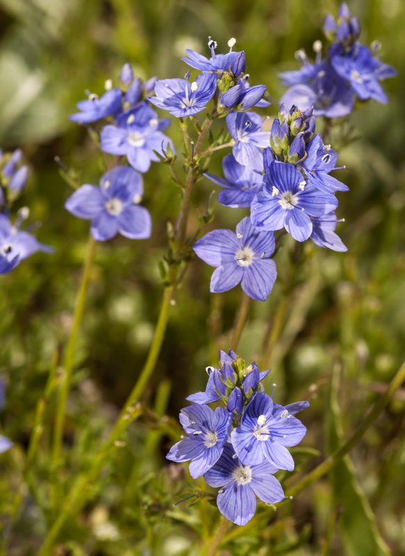 Veronica tenuifolia fonqueri.03