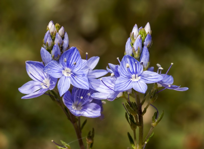 Veronica tenuifolia fonqueri.05