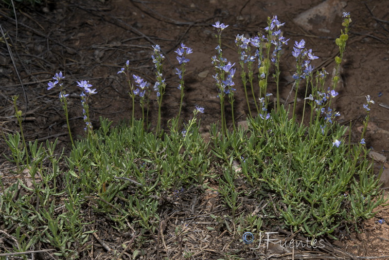 Veronica tenuifolia ssp fonqueri.44