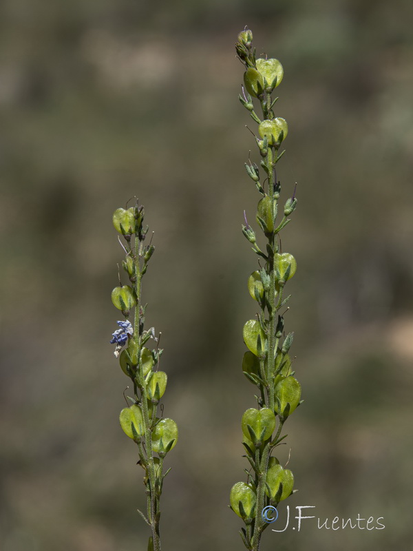 Veronica tenuifolia ssp fonqueri.46