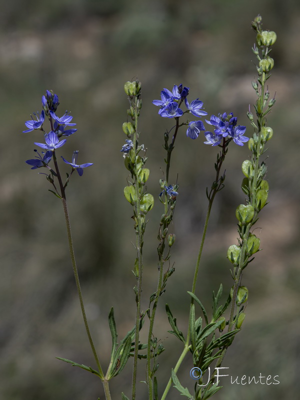 Veronica tenuifolia ssp fonqueri.47