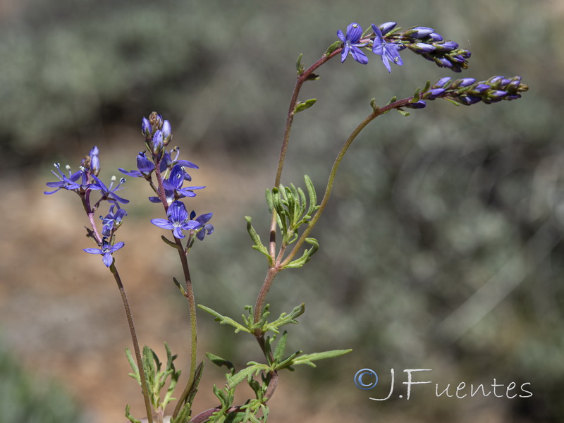 Veronica tenuifolia ssp fonqueri.12