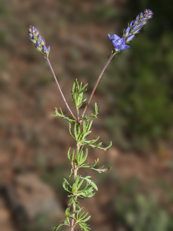 Veronica tenuifolia ssp fonqueri.20