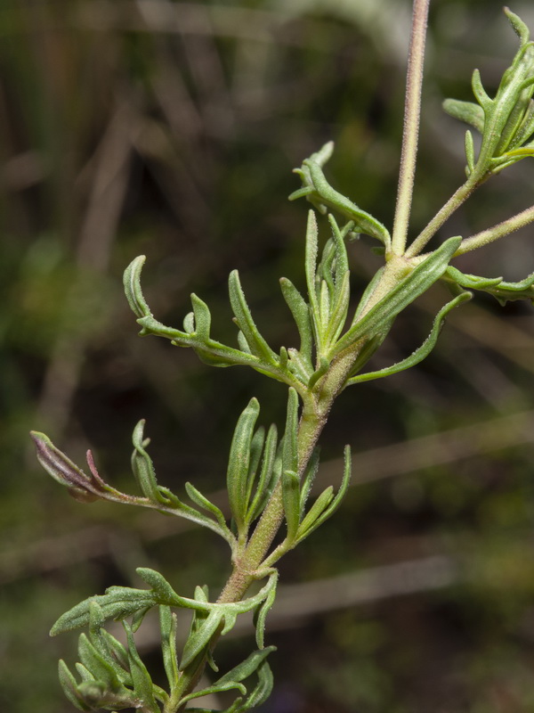 Veronica tenuifolia ssp fonqueri.22