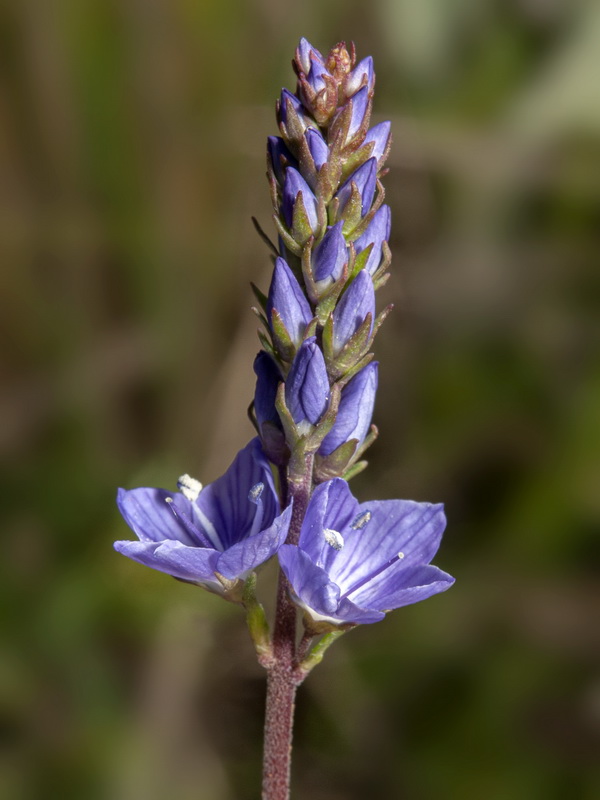 Veronica tenuifolia ssp fonqueri.25