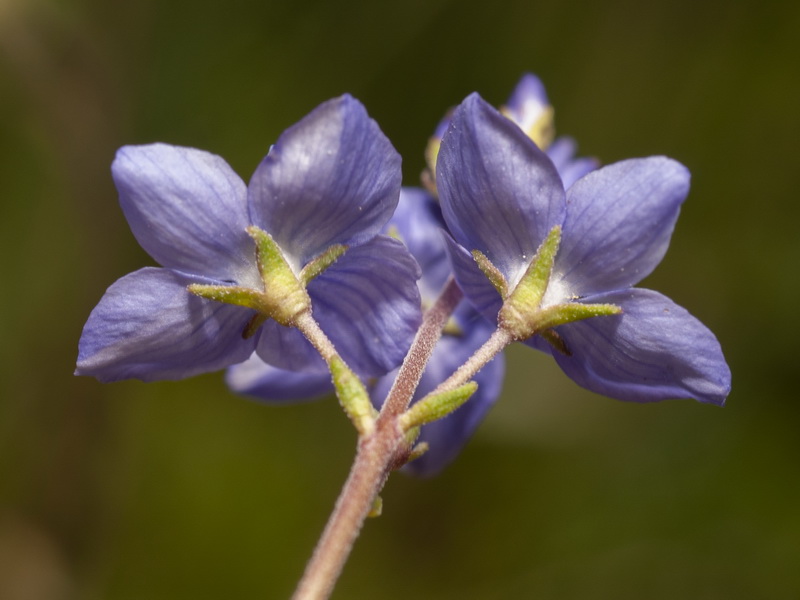 Veronica tenuifolia ssp fonqueri.34