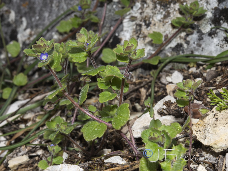 Veronica triloba.01