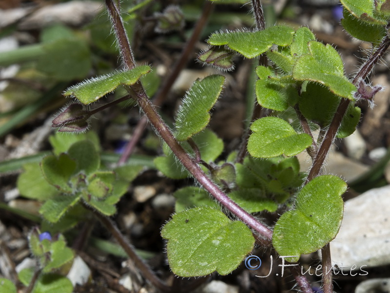 Veronica triloba.02