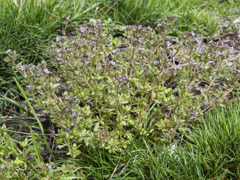 Veronica triphyllos.02