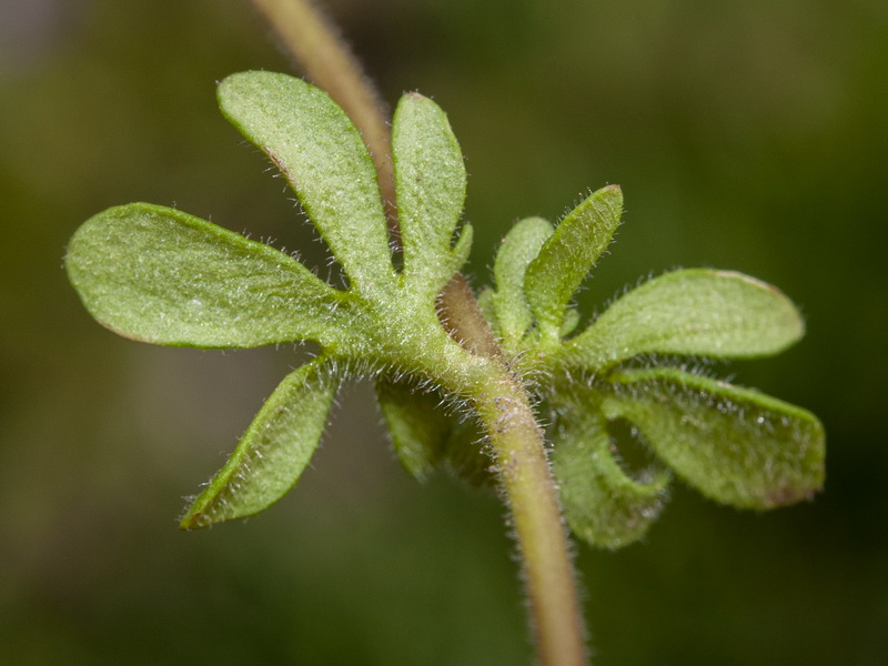 Veronica triphyllos.04