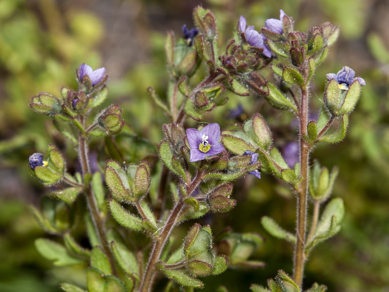 Veronica triphyllos.05