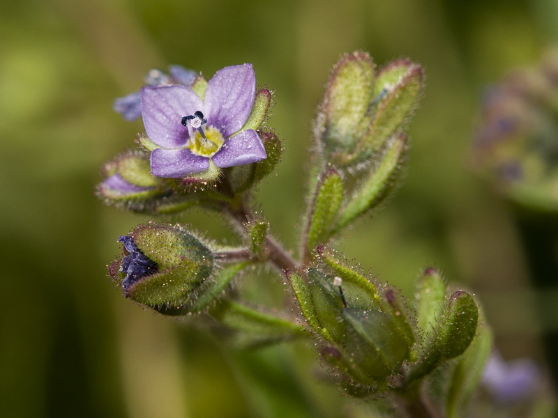 Veronica triphyllos.07