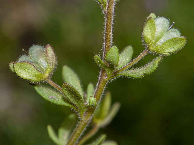 Veronica triphyllos.08