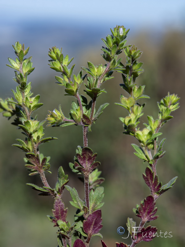 Veronica triphyllos.09