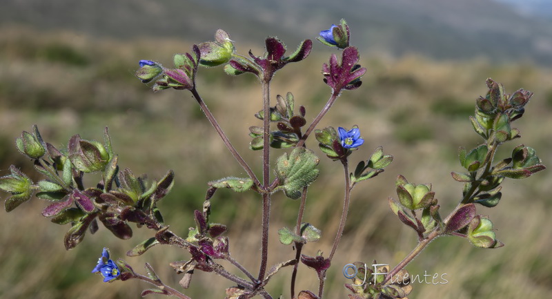 Veronica triphyllos.10