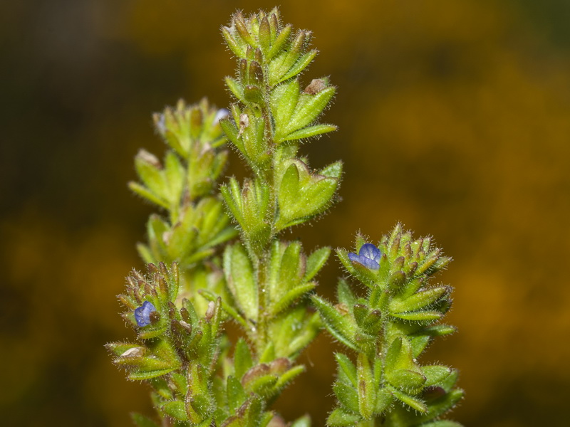 Veronica verna.02