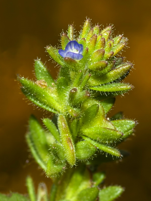 Veronica verna.03