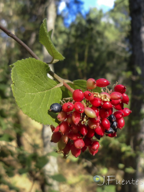 Viburnum lantana.04