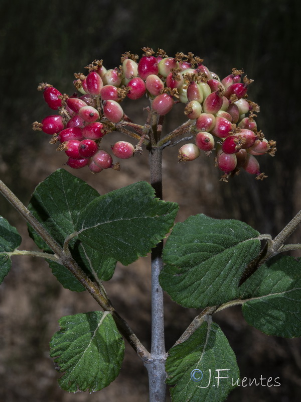 Viburnum lantana.07