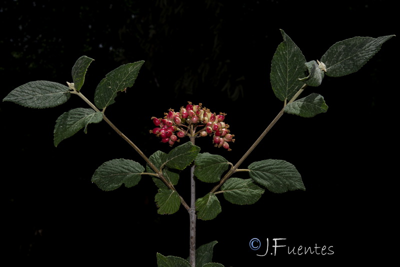 Viburnum lantana.08