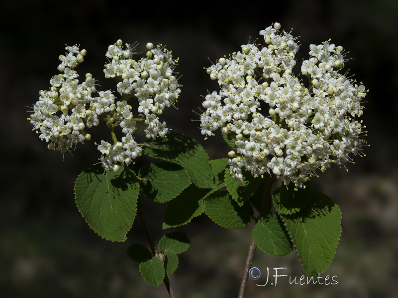 Viburnum lantana.09