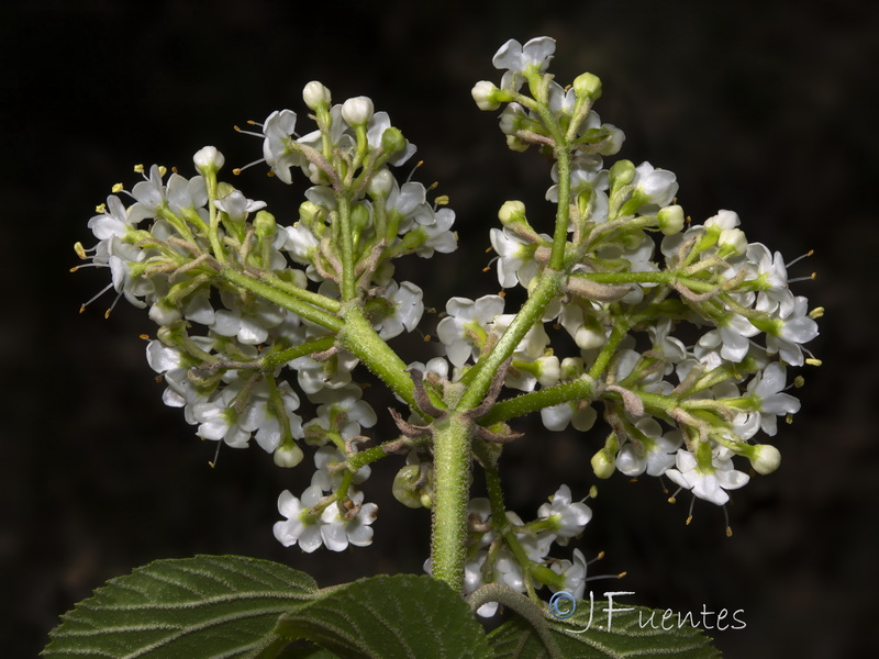 Viburnum lantana.10