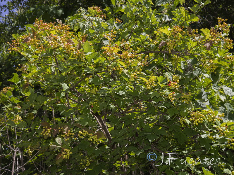 Viburnum opulus.03