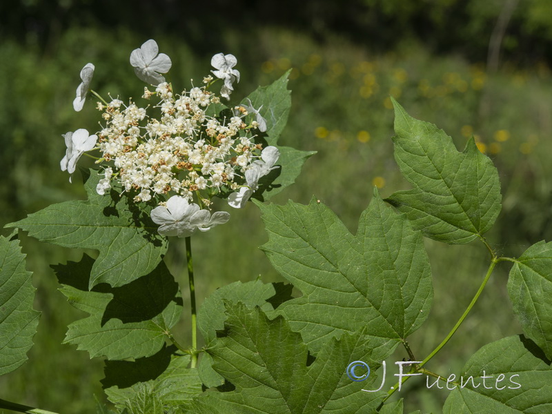 Viburnum opulus.04