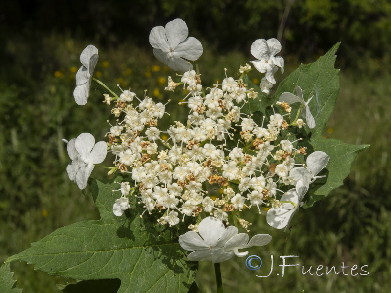 Viburnum opulus.05
