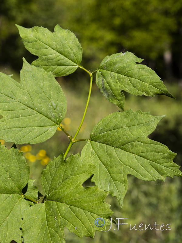 Viburnum opulus.07