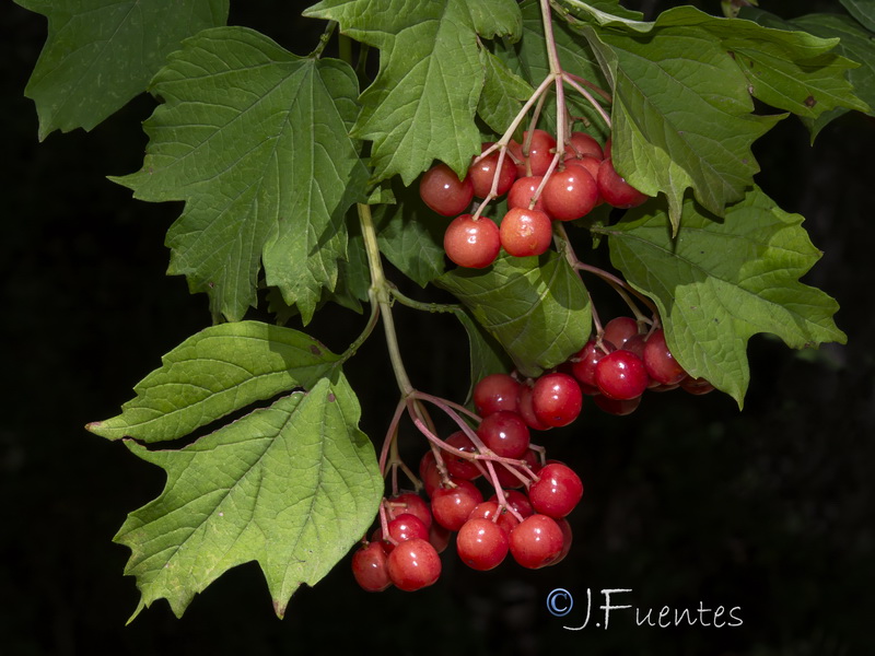 Viburnum opulus.11