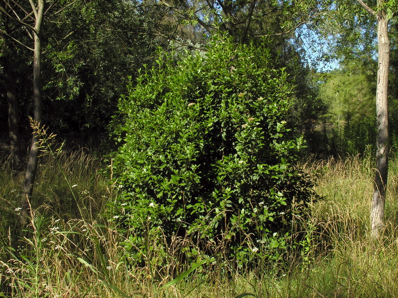 Viburnum tinus.01