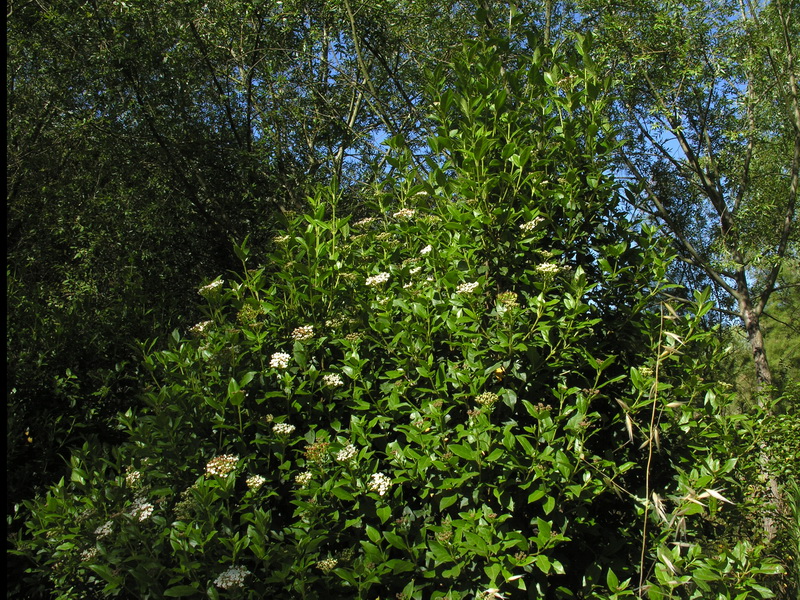 Viburnum tinus.02