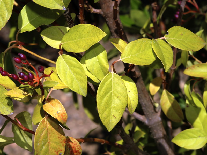 Viburnum tinus.05
