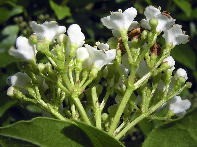 Viburnum tinus.10