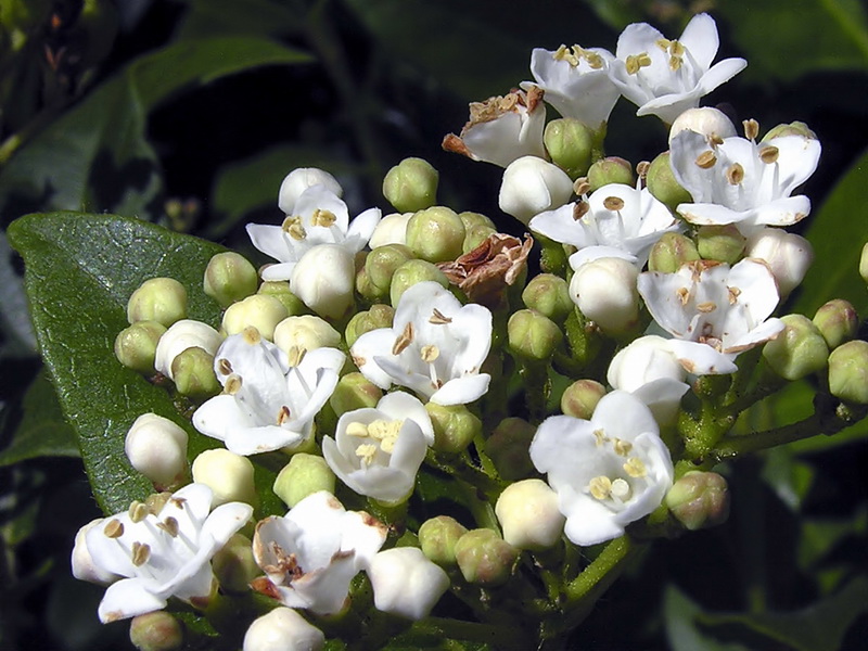 Viburnum tinus.12