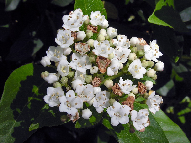 Viburnum tinus.13