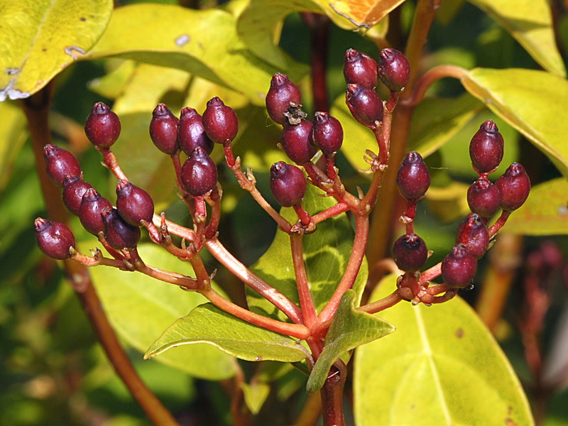 Viburnum tinus.14