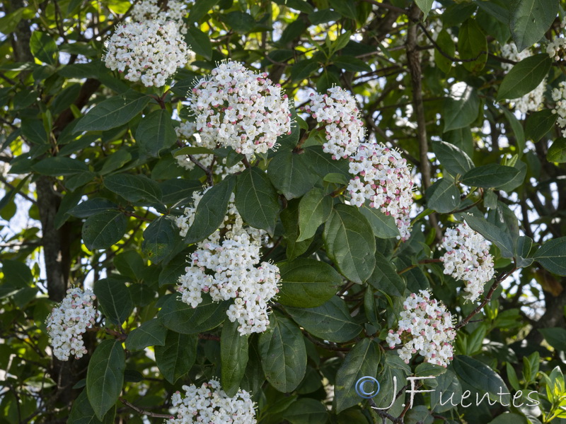Viburnum tinus.08