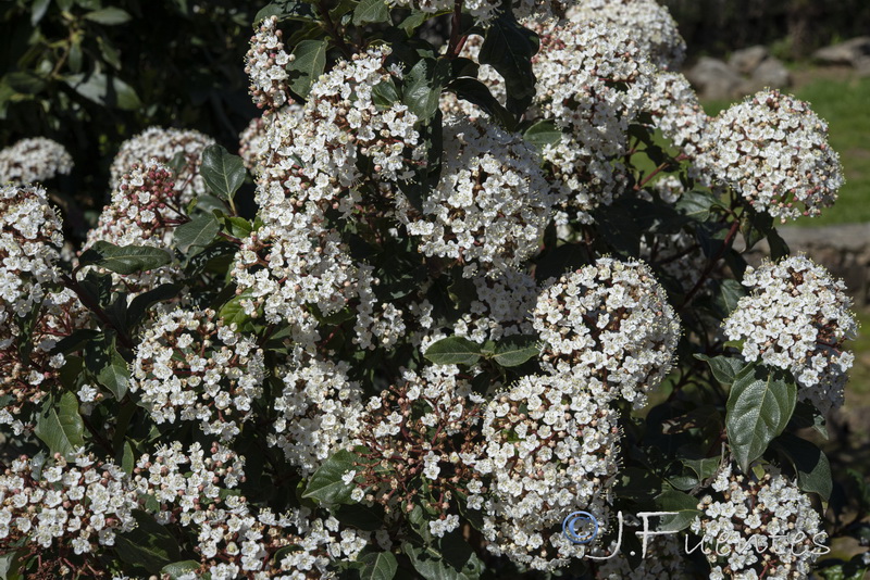 Viburnum tinus.11