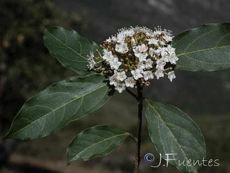 Viburnum tinus.18