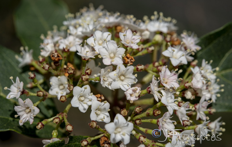Viburnum tinus.20