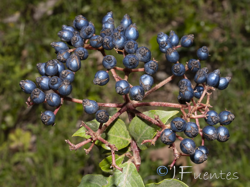 Viburnum tinus.22
