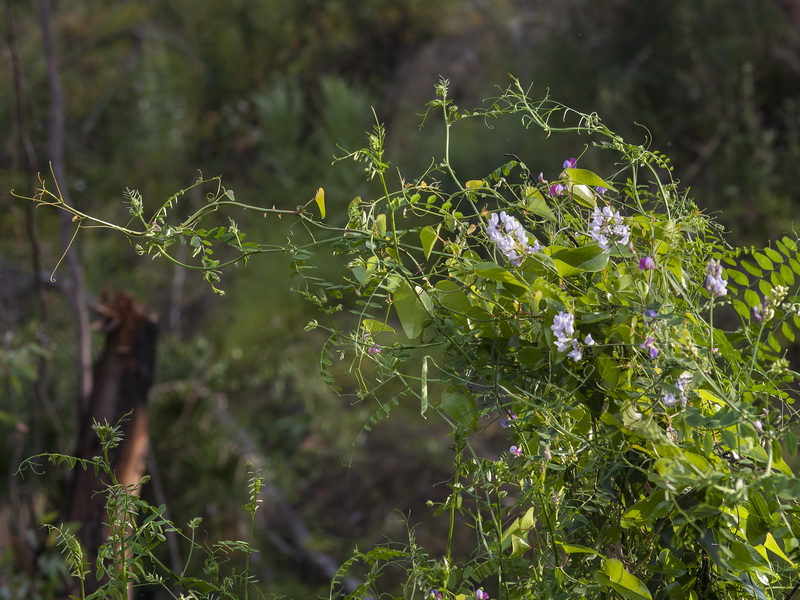 Vicia altissima.01