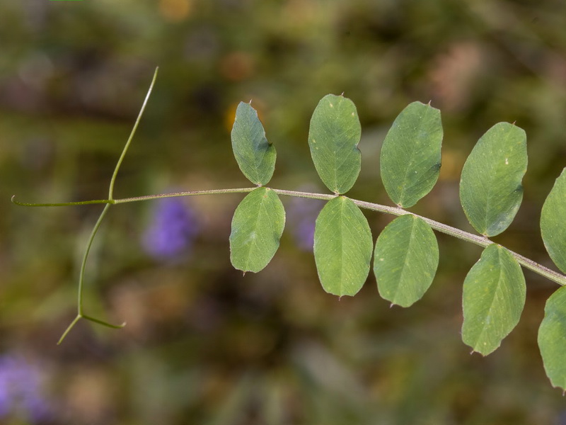 Vicia altissima.02