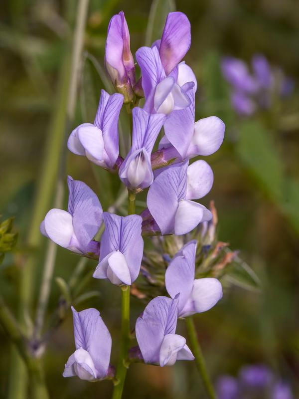 Vicia altissima.03